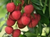 bangladeshi-fruits-lichu